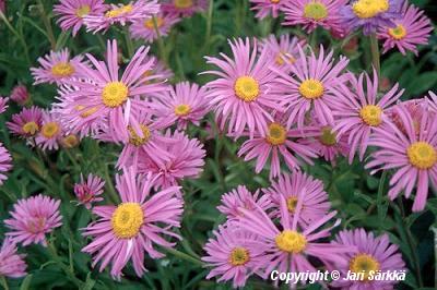  Aster alpinus Happy End